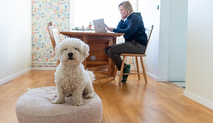 En kvinna sitter vid ett bord med dator och telefon. Framför sitter en hund.