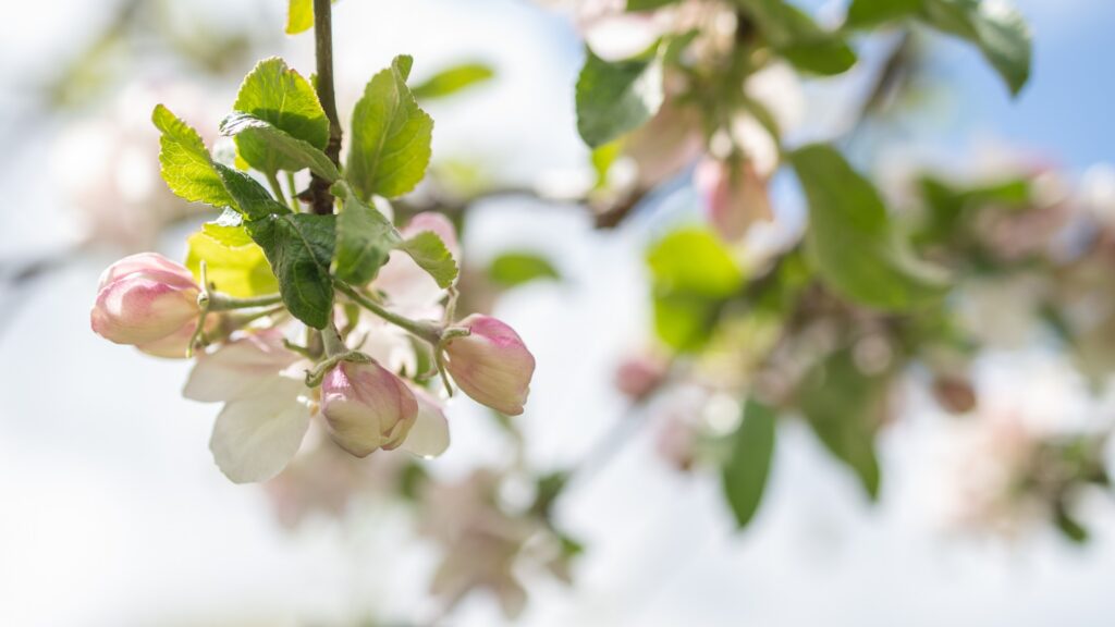 En närbild av en blomma på ett träd.